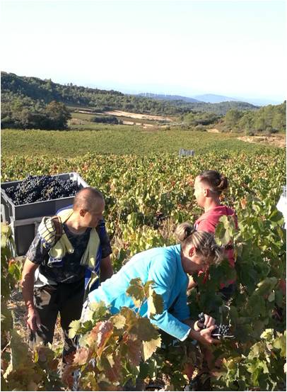 Le Domaine la MADURA -  2017, un millésime inédit.